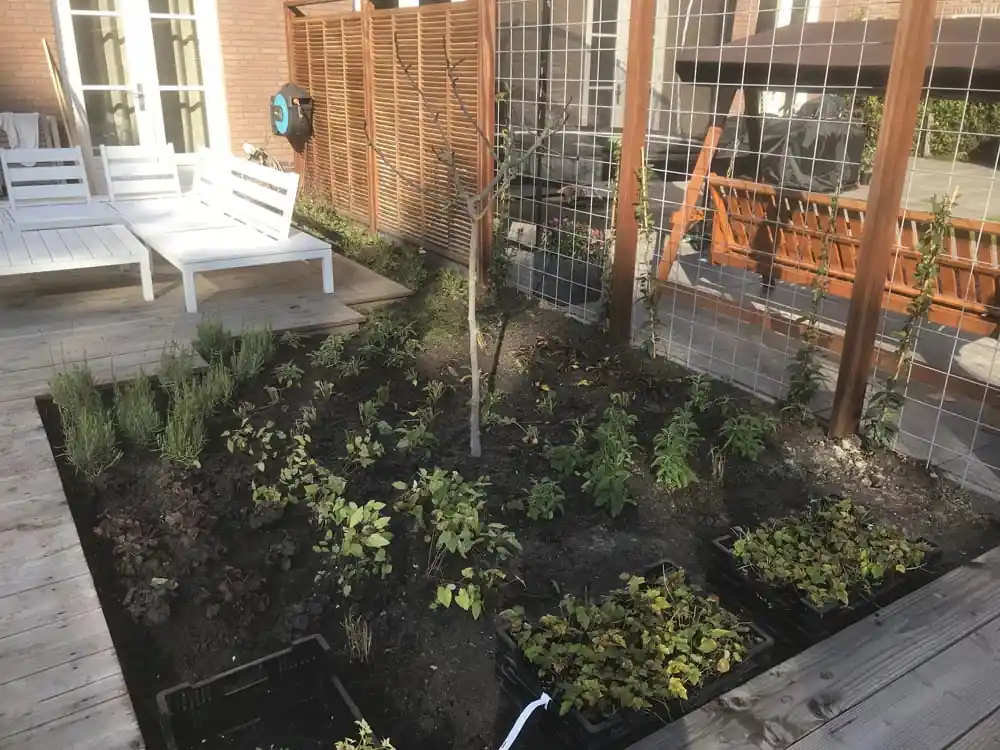 Vers aangeplante border met lavendel, heuchera en een jonge boom tussen de vlonders, met kratten vaste planten die nog geplant moeten worden