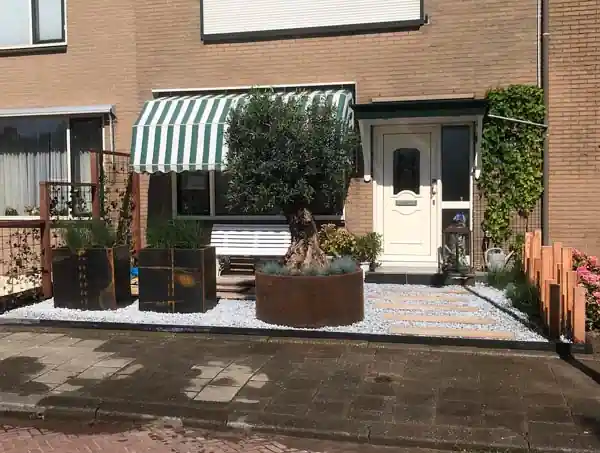 Grote olijfboom met dikke stam in een ronde cortenstalen plantenbak, met twee vierkante cortenstalen bakken met siergrassen op een vlak wit split