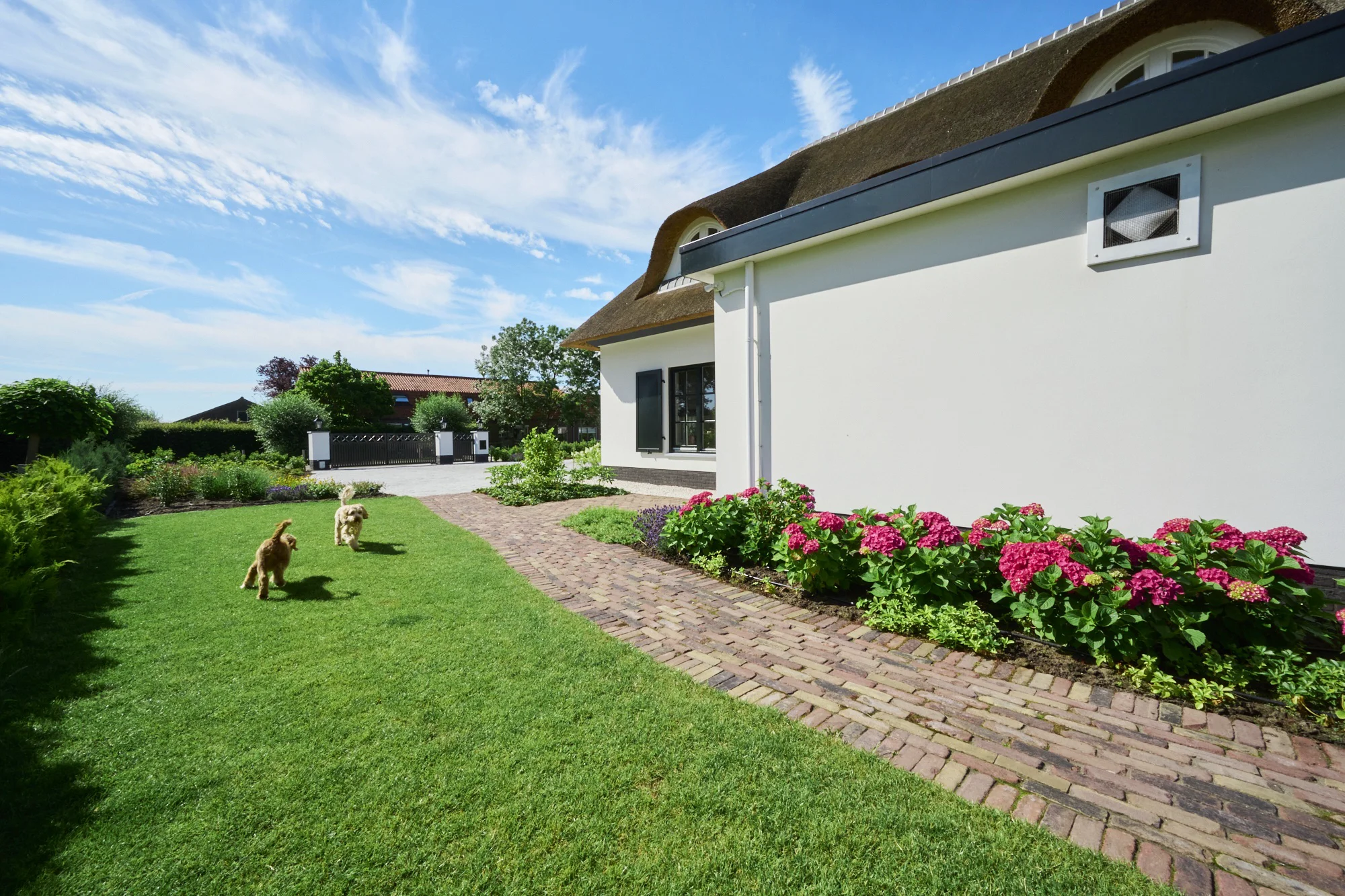 Gazon langs een gebakken klinkerpad met een border roze hortensia's tegen de witte gevel van een woning met rieten kap, twee hondjes rennen over het gras