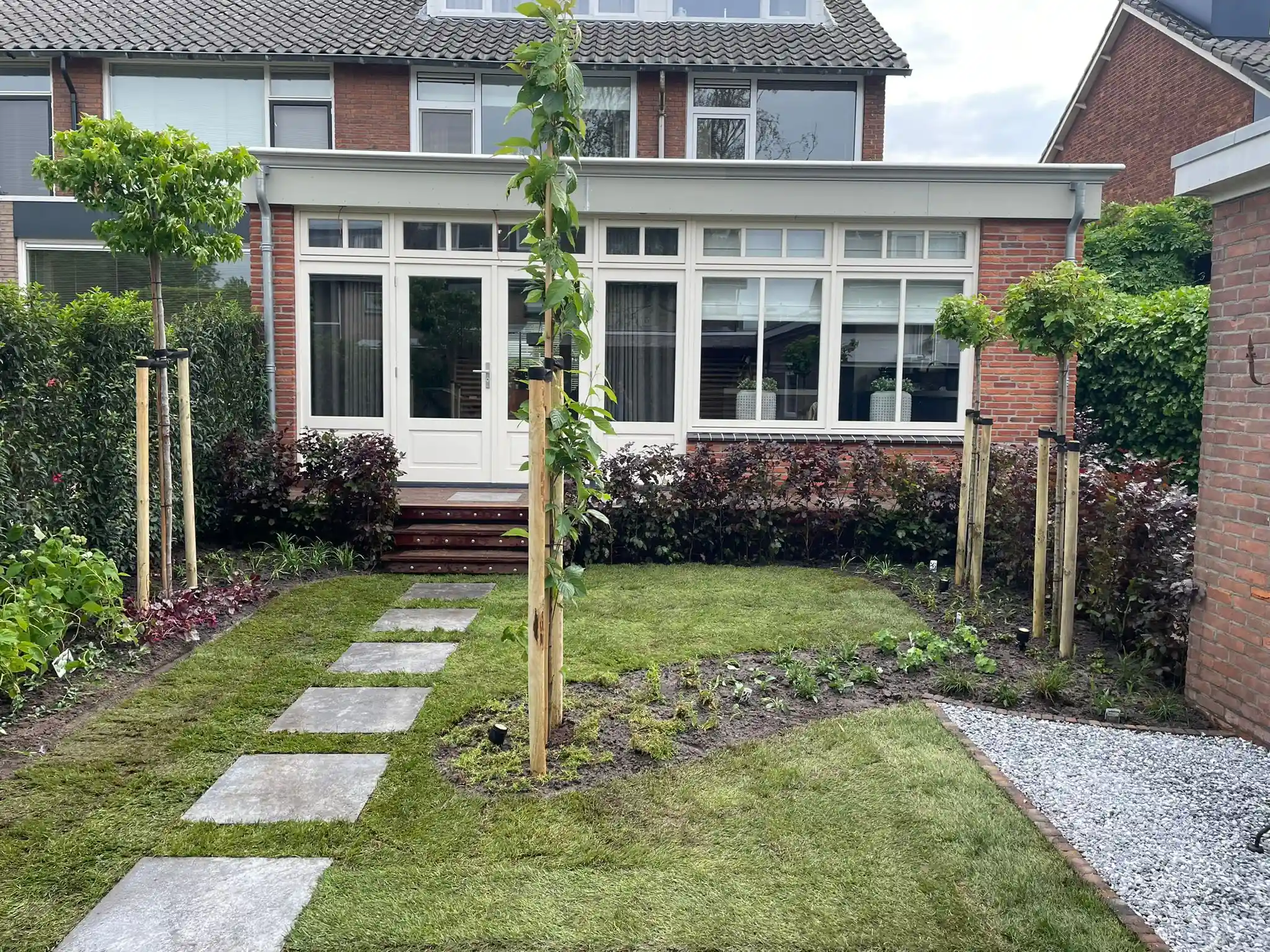 Gazon met een pad van stapstenen naar de witte serre van de woning, met leibomen op boompalen, een haag van rodebladige beuk en een strook wit grind