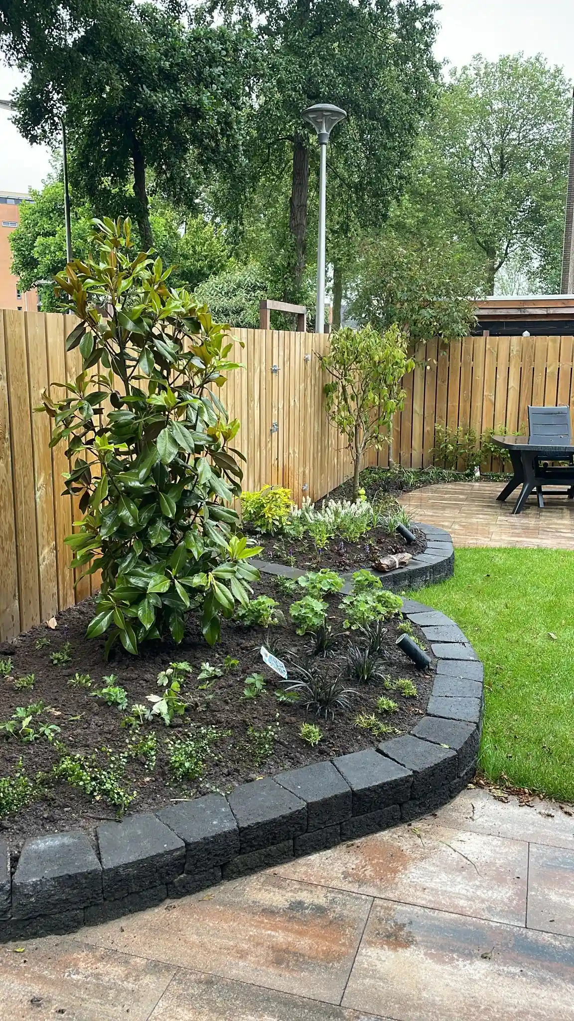 Jonge magnolia met glanzende bladeren in een gebogen verhoogde border van lavablokken, met ooievaarsbek, zwart gras en witte salie rond een gazon
