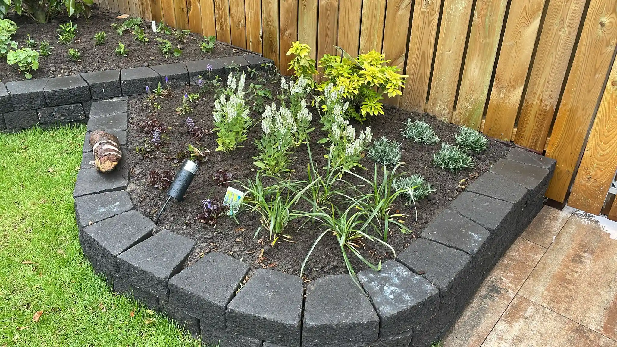 Verhoogde border met een ronde hoek van donkere lavablokken, beplant met witte salie, lavendel, heuchera en een geelbladige struik langs de houten schutting