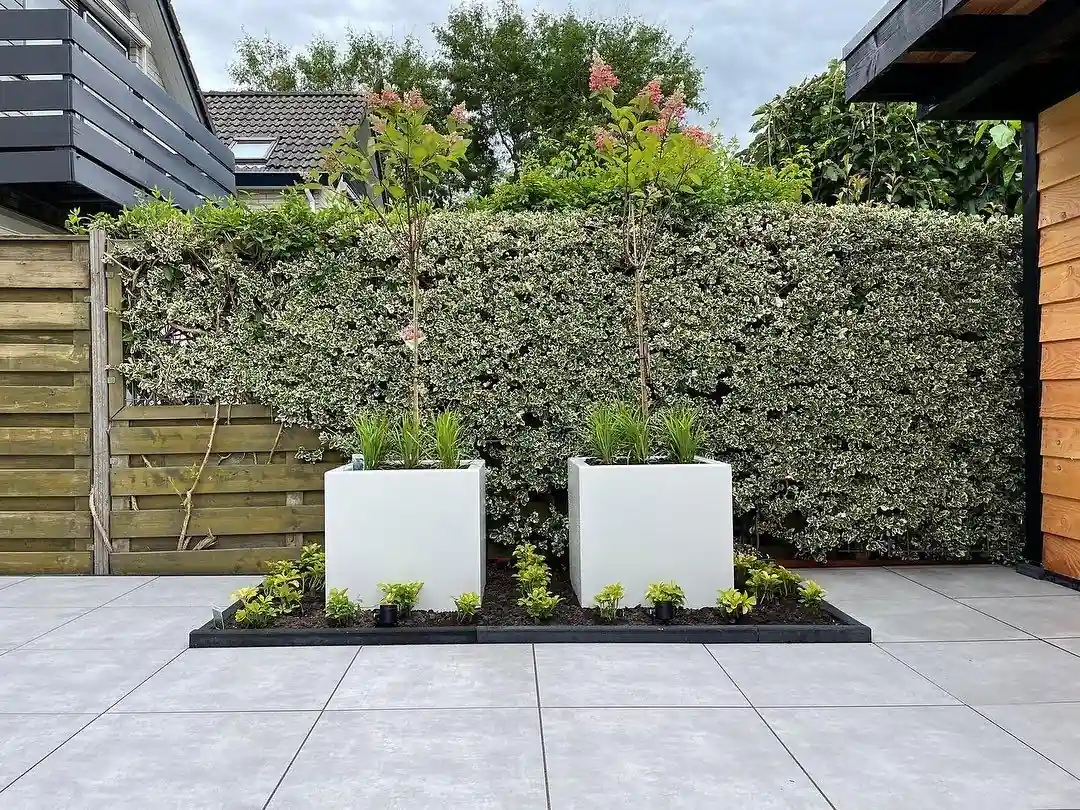 Twee witte vierkante plantenbakken met bloeiende pluimhortensia op stam en siergrassen, voor een bontbladige haag langs een terras van lichtgrijze tegels