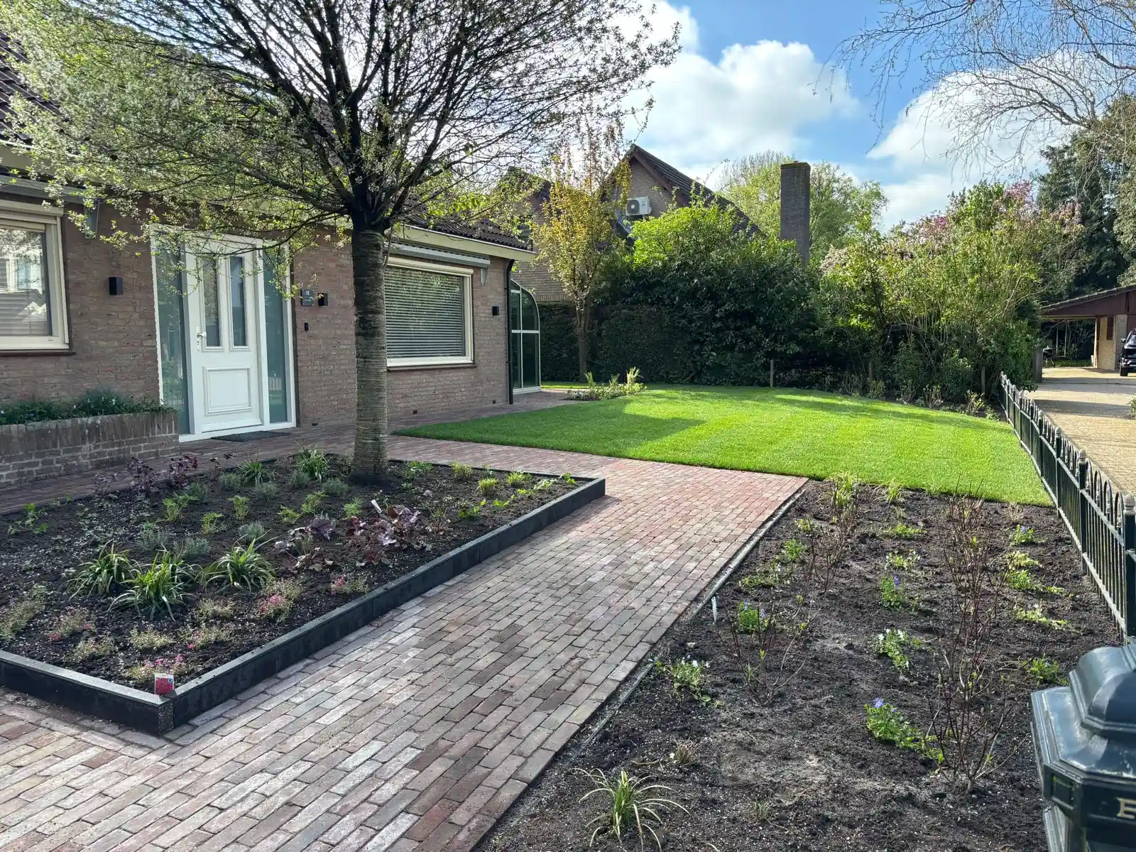 Klinkerpad in visgraatverband dat een gazon en twee verse borders met heuchera en vaste planten scheidt, met een sierboom voor de bakstenen bungalow
